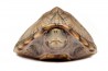 Sternotherus (Kinosternon) carinatus
