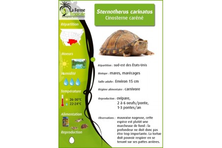 Sternotherus (Kinosternon) carinatus