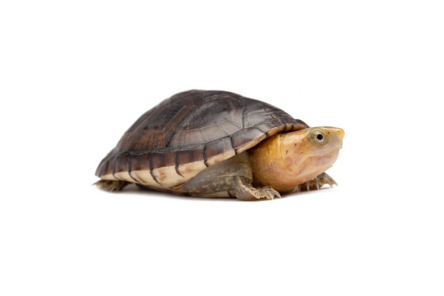 Kinosternon leucostomum Kinosternon leucostomum