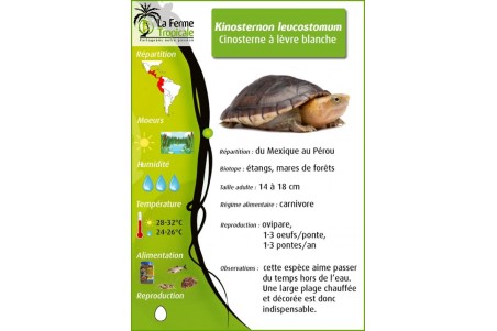 Kinosternon leucostomum