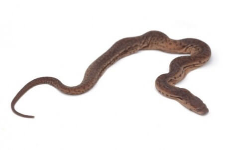 Acrochordus javanicus