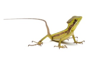 Laemanctus julioi