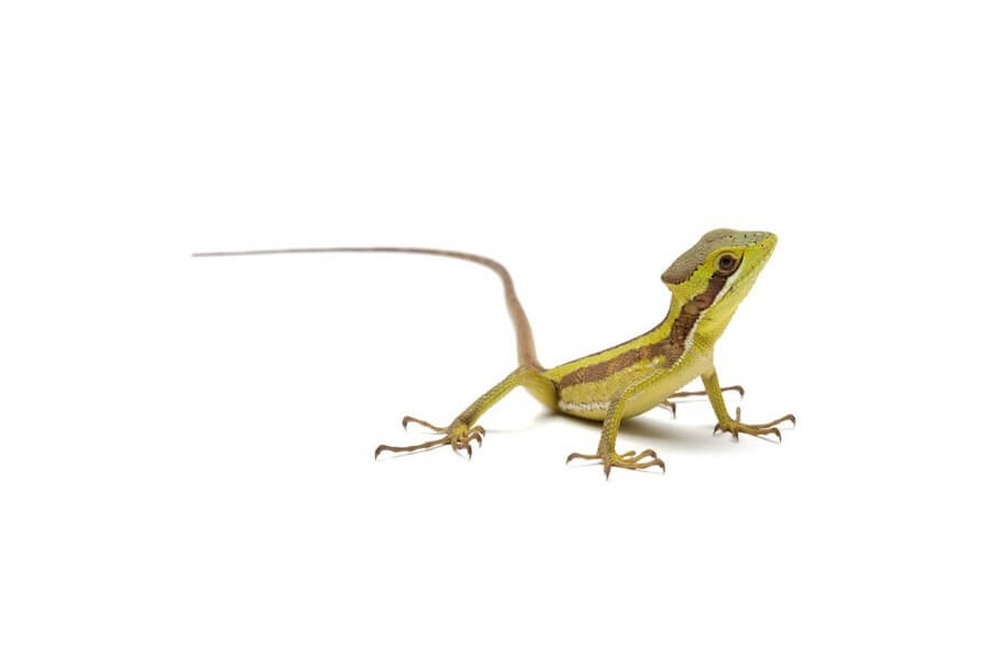 Laemanctus julioi Laemanctus julioi