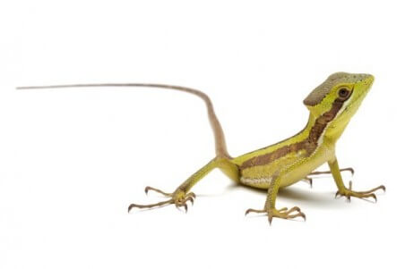 Laemanctus julioi