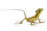 Laemanctus julioi