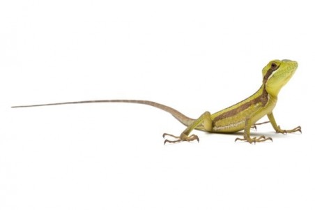 Laemanctus julioi