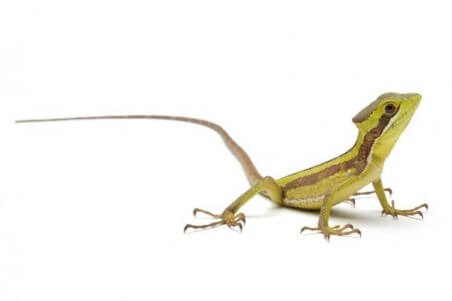 Laemanctus julioi