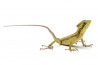 Laemanctus julioi