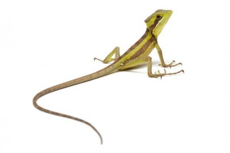 Laemanctus julioi