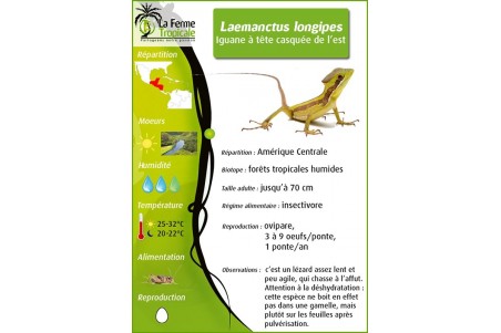 Laemanctus julioi