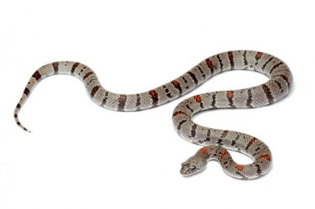 Lampropeltis alterna