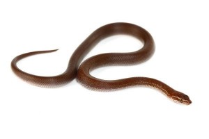 Boaedon (Lamprophis) fuliginosus