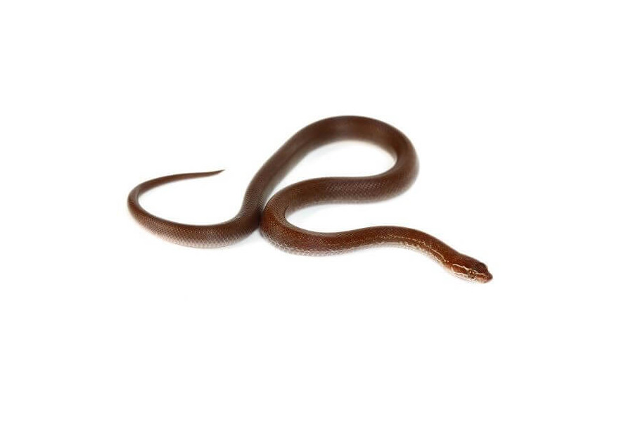 Boaedon (Lamprophis) fuliginosus