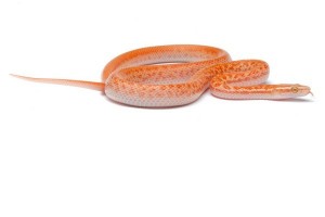 Boaedon (Lamprophis) fuliginosus, albinos, 2023