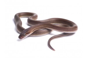 Boaedon (Lamprophis) lineatus