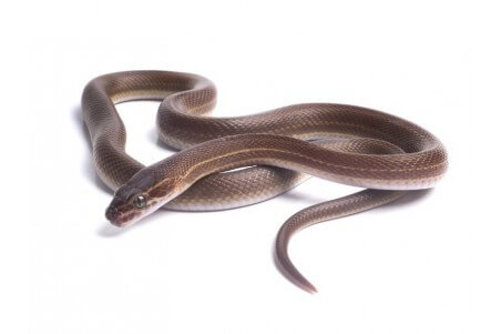 Boaedon (Lamprophis) lineatus