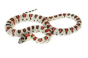 Lampropeltis mexicana thayeri, femelle adulte