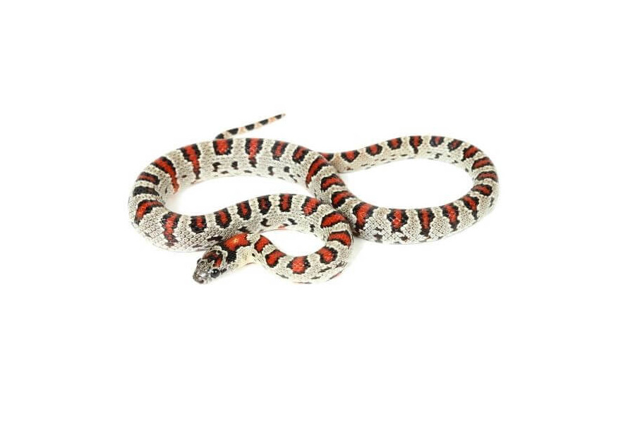 Lampropeltis mexicana thayeri, femelle adulte Lampropeltis mexicana thayeri, femelle adulte