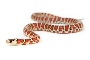 Lampropeltis (pyromelana)...