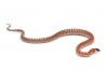 Lampropeltis (pyromelana) knoblochi