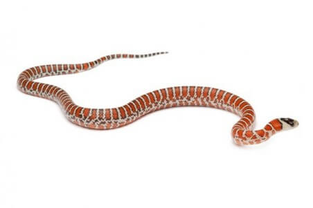 Lampropeltis (pyromelana) knoblochi