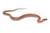 Lampropeltis (pyromelana) knoblochi