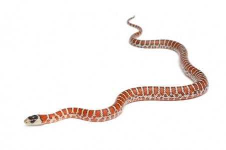 Lampropeltis (pyromelana) knoblochi