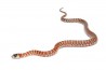 Lampropeltis (pyromelana) knoblochi