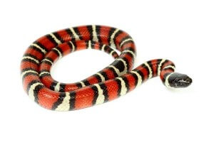 Lampropeltis ruthveni