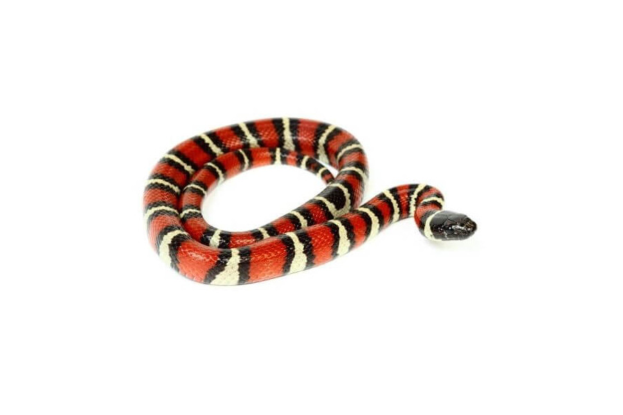 Lampropeltis ruthveni Lampropeltis ruthveni