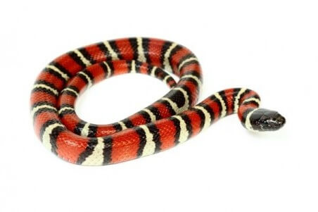 Lampropeltis ruthveni