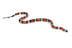 Lampropeltis triangulum campbelli