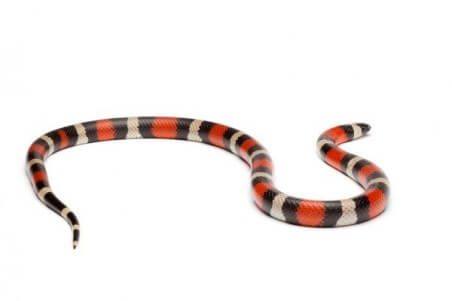 Lampropeltis triangulum campbelli
