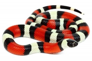 Lampropeltis triangulum campbelli, adulte 
