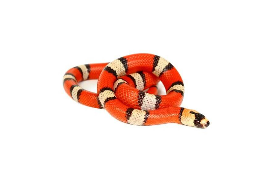 Lampropeltis triangulum hondurensis, super hypo. tricolor Lampropeltis triangulum hondurensis, super hypo. tricolor