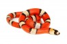 Lampropeltis triangulum hondurensis, super hypo. tricolor