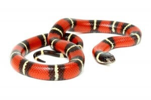 Lampropeltis triangulum nelsoni