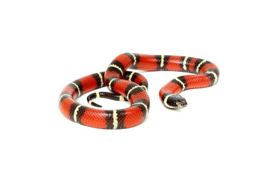 Lampropeltis triangulum nelsoni