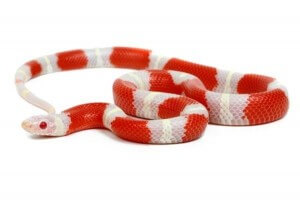 Lampropeltis triangulum nelsoni, albinos