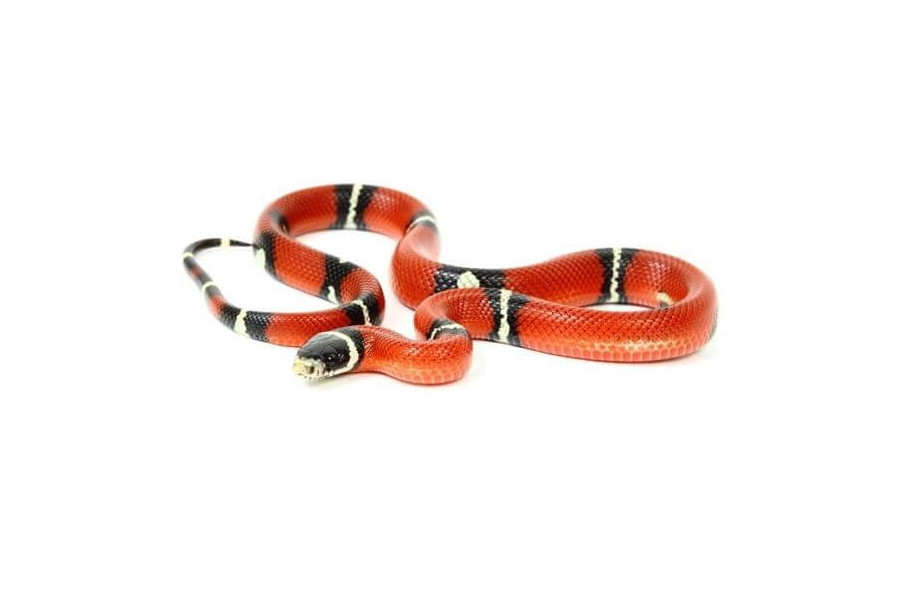 Lampropeltis triangulum sinaloae