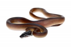 Leiopython (Bothrochilus) albertisii