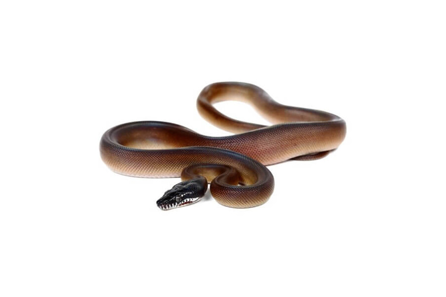 Leiopython (Bothrochilus) albertisii Leiopython (Bothrochilus) albertisii