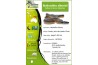 Leiopython (Bothrochilus) albertisii