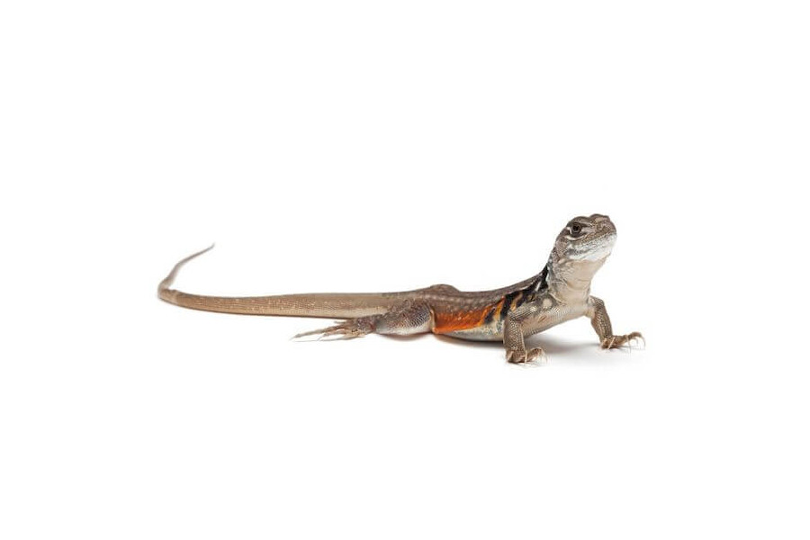 Leiolepis rubritaeniata Leiolepis rubritaeniata
