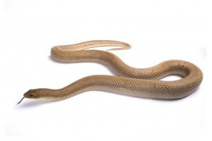 Leioheterodon modestus