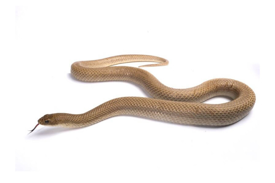 Leioheterodon modestus