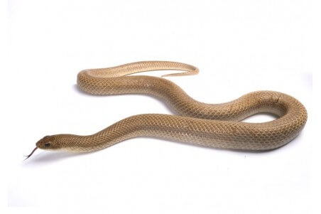 Leioheterodon modestus