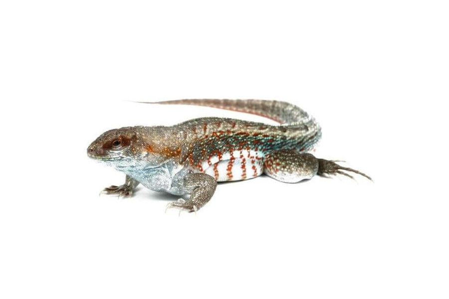 Leiocephalus schreibersii