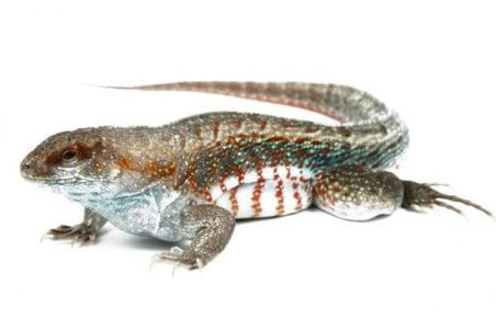 Leiocephalus schreibersii