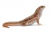 Leiocephalus schreibersii